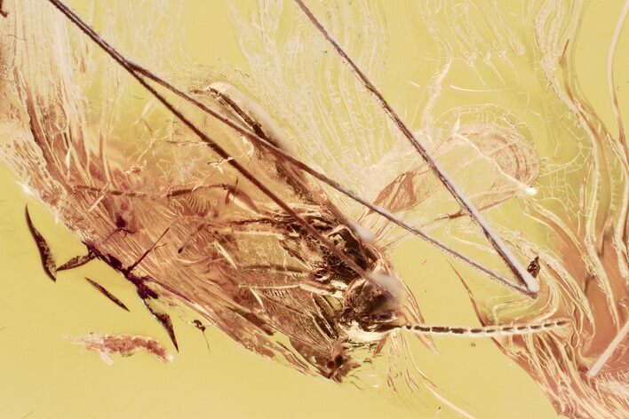 Detailed Fossil Parasitoid Wasp, Ant, and Hairy Mite in Baltic Amber #330606